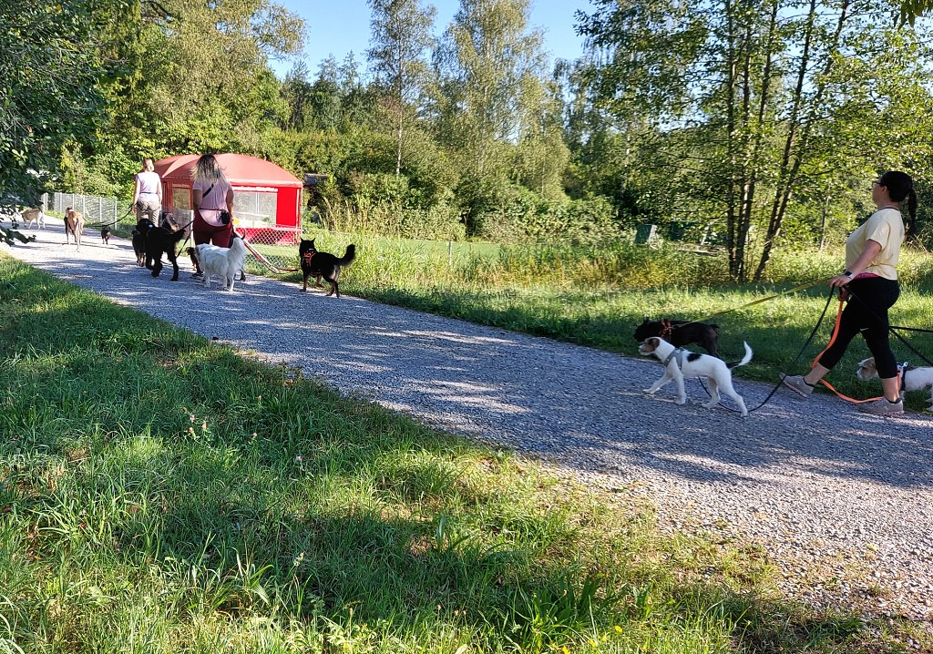 3.den - Švýcarsko i Německo - z kempu ve Winterthuru do Konstanz -  - kemp Rosenberg - profesionální venčení psů